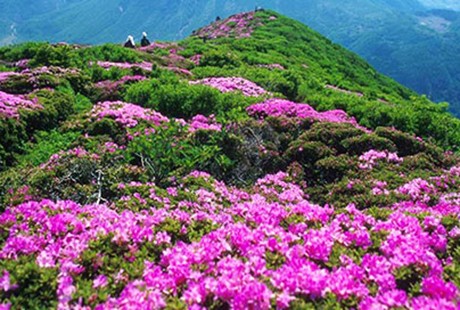 魅力井婺<井岡山+廬山+景德鎮(zhèn)+婺源>5日游純玩團，天天發(fā)