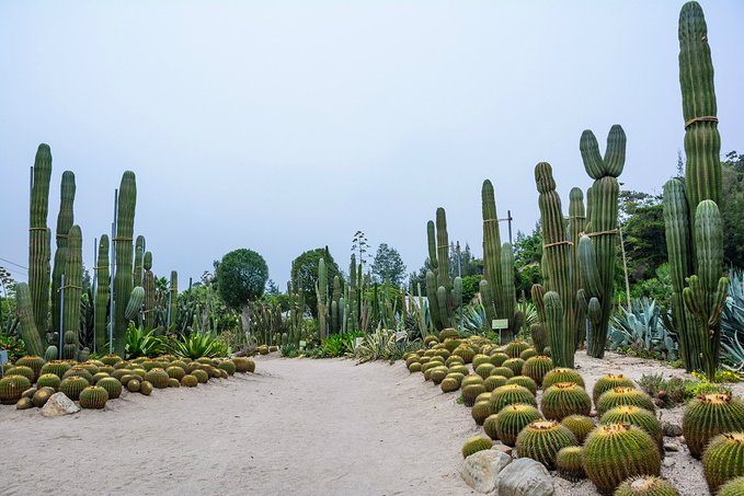 廈門(mén)植物園.jpg